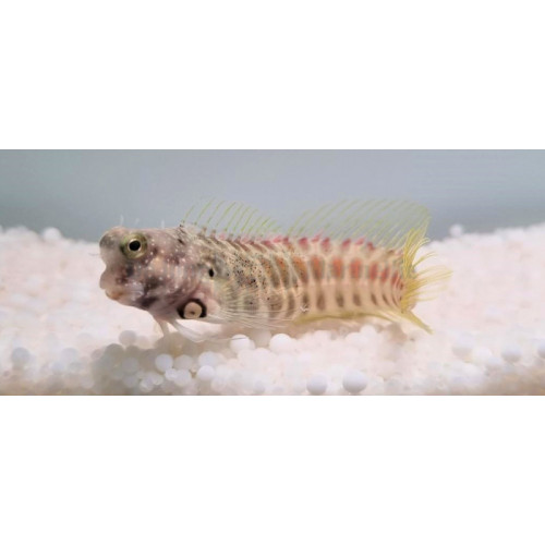 Salarias segmentatus – Poisson marin | Créati'Récif
