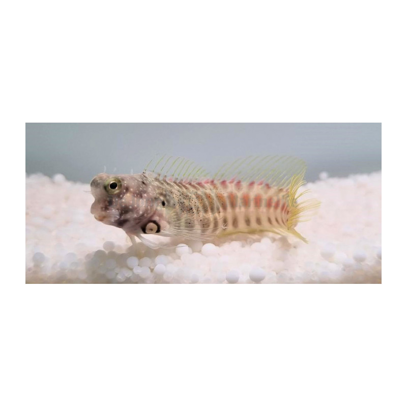 Salarias segmentatus