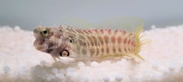 Salarias segmentatus – Poisson marin | Créati'Récif