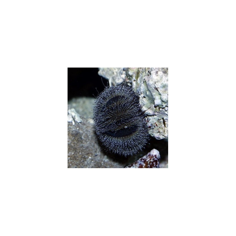 Mespilia globulus