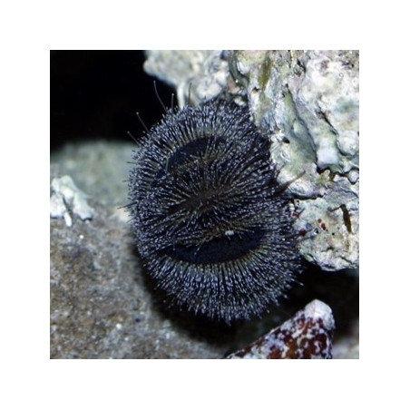 Mespilia globulus