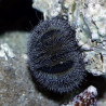 Mespilia globulus