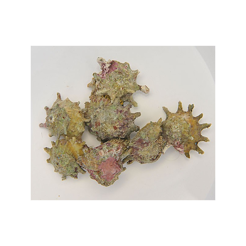 Astralium calcar Pack de 10