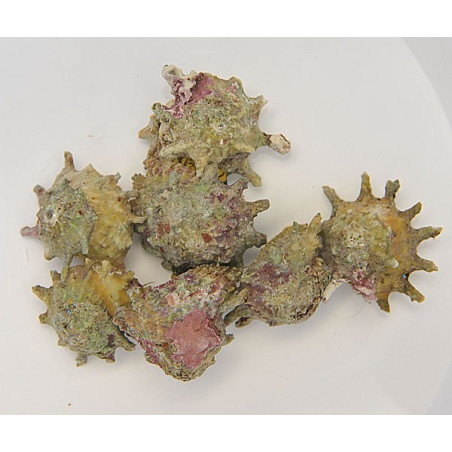 Astralium calcar Pack de 10