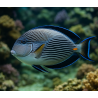 Acanthurus SOHAL 6-8cm – vue 2