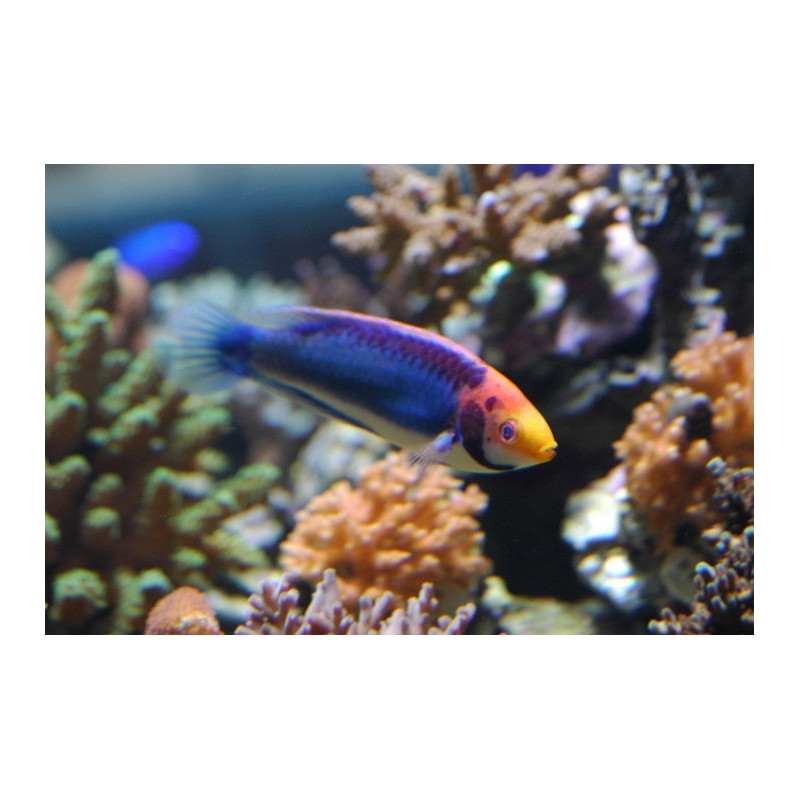 cirrhilabrus solorensis