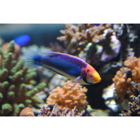 cirrhilabrus solorensis