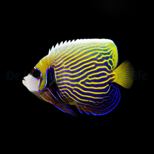 Pomacanthus imperator adulte 12-15cm Elevage