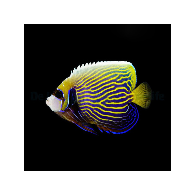 Pomacanthus imperator adulte 12-15cm Elevage