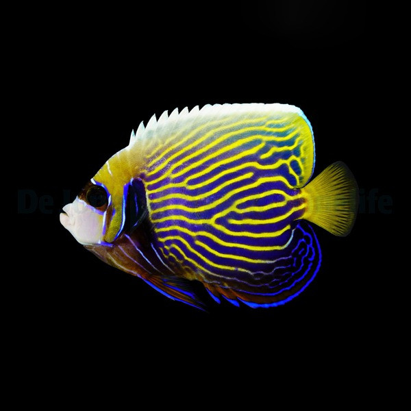 Pomacanthus imperator adulte 12-15cm Elevage