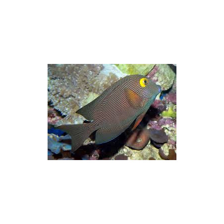 Ctenochaetus strigosus 7-9cm