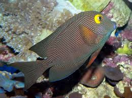 Ctenochaetus strigosus 8-10cm