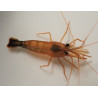 x3 Lysmata Wurdemanni Sauvage 3-4cm