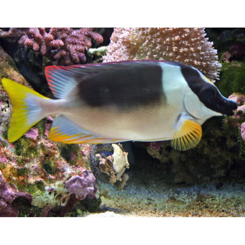siganus magnificus 6-8cm