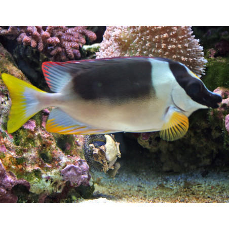 siganus magnificus 6-8cm