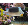 siganus magnificus 6-8cm