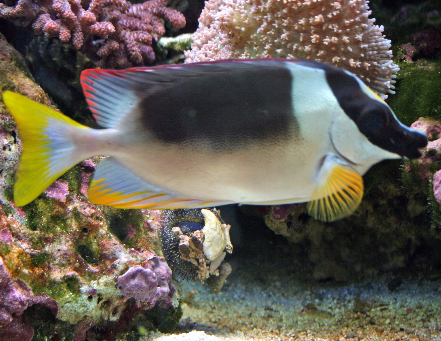 siganus magnificus 6-8cm