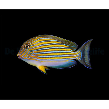 Acanthurus Lineatus 8-10cm