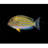 Acanthurus Lineatus 8-10cm