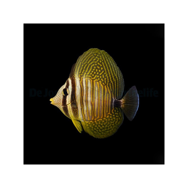 Chirurgien voilier Zebrasoma Desjardinii 4-6cm | Créati'Récif