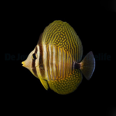 Chirurgien voilier Zebrasoma Desjardinii 4-6cm | Créati'Récif