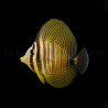 Chirurgien voilier Zebrasoma Desjardinii 4-6cm | Créati'Récif