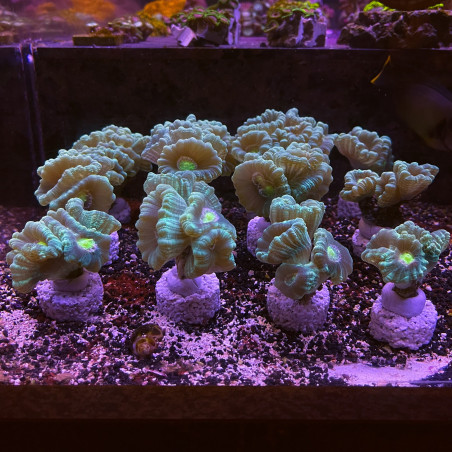 Caulastrea verte 4-5 polypes