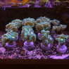 Caulastrea verte 4-5 polypes
