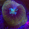 Acanthophyllia WYSIWYG