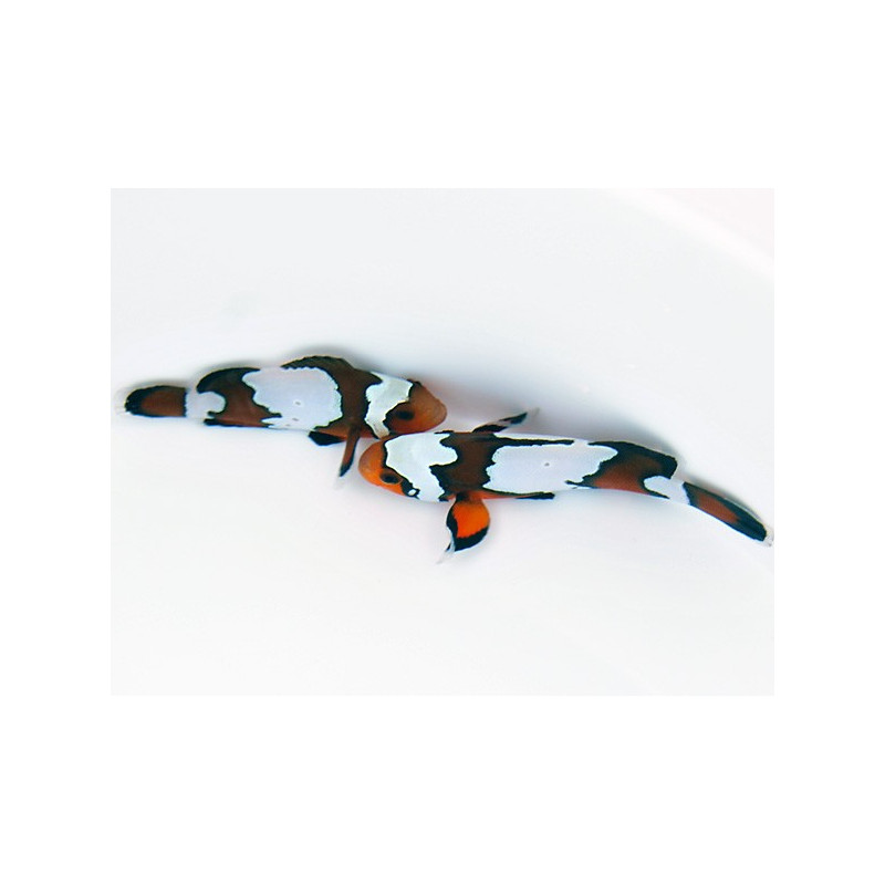 Amphiprion ocellaris black ice élevage | Créati'Récif