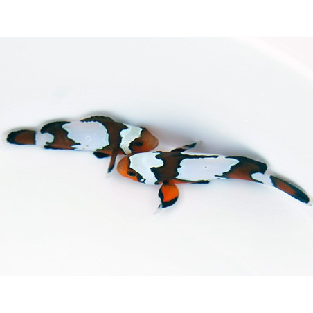 Amphiprion ocellaris black ice élevage | Créati'Récif
