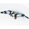 Amphiprion ocellaris black ice élevage | Créati'Récif