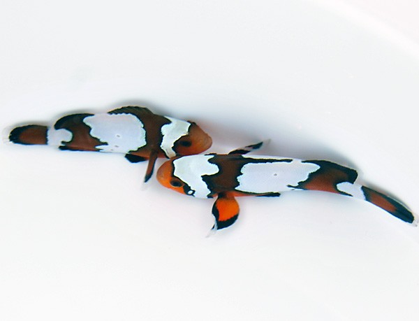 Amphiprion ocellaris black ice élevage | Créati'Récif
