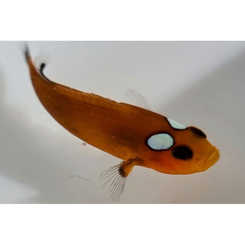 Amphiprion ocellaris mocha domino