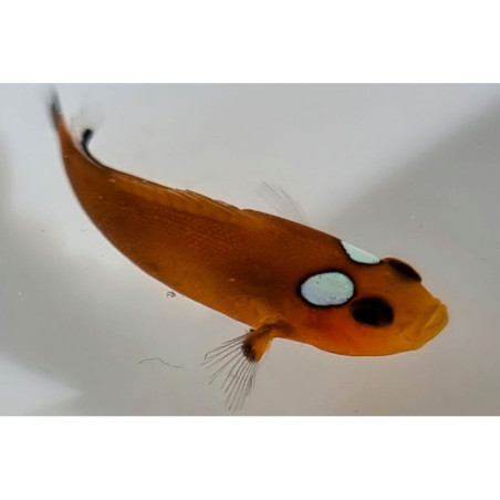 Amphiprion ocellaris mocha domino