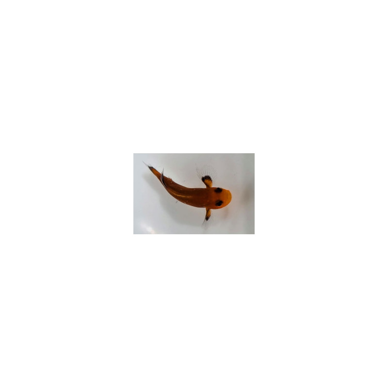 Amphiprion ocellaris Mocha naked élevage ACDP | Créati'Récif