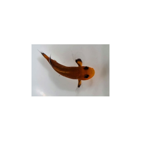 Amphiprion ocellaris Mocha naked élevage ACDP | Créati'Récif