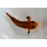 Amphiprion ocellaris Mocha naked élevage ACDP | Créati'Récif