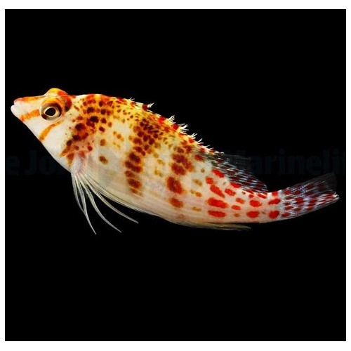 Cirrhitichthys falco