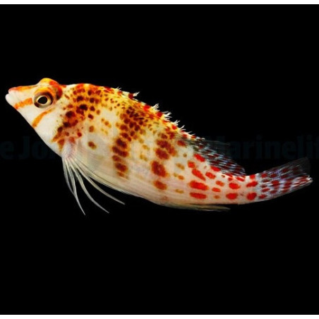 Cirrhitichthys falco