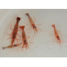 Lysmata Wurdemanni Sauvage 1-2cm