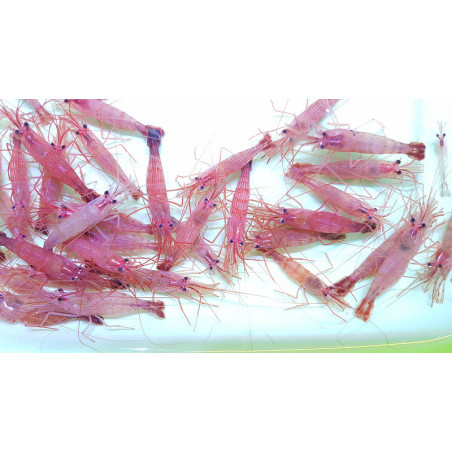 Lysmata Wurdemanni Sauvage 1-2cm