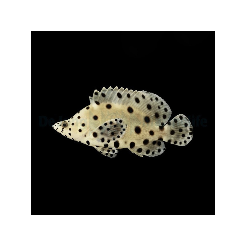 Cromileptes altivelis 8-12cm