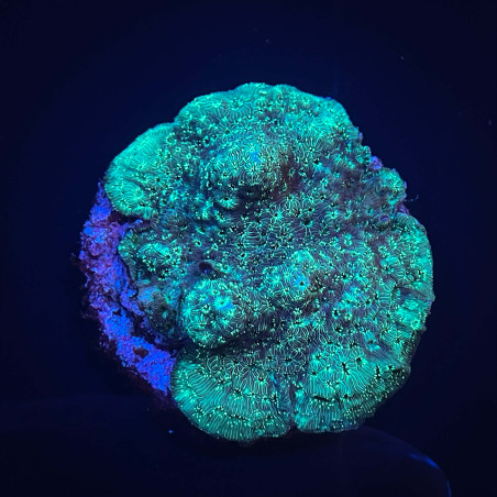Pavona maldivensis vert 01 WYSIWYG