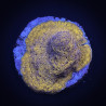 Pavona maldivensis orange 01 WYSIWYG