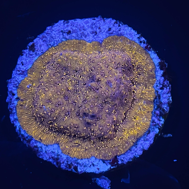 Pavona maldivensis orange 02 WYSIWYG