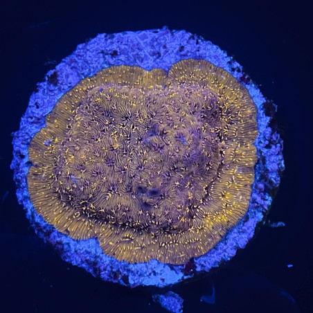 Pavona maldivensis orange 02 WYSIWYG