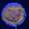 Pavona maldivensis orange 02 WYSIWYG