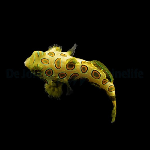 Pterosynchiropus picturatus d'élevage