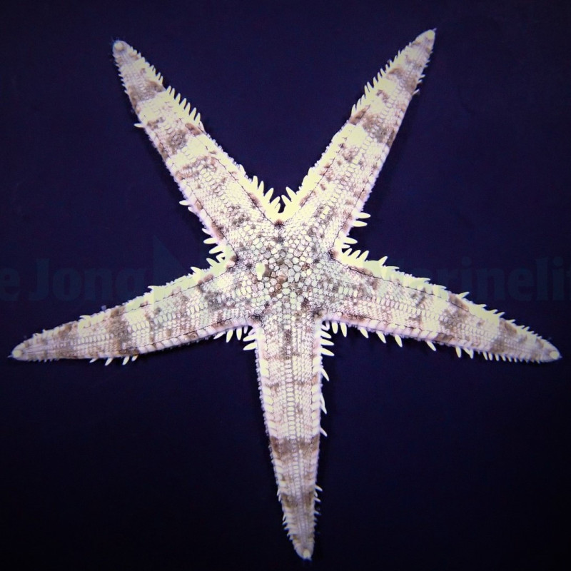 Archaster typicus